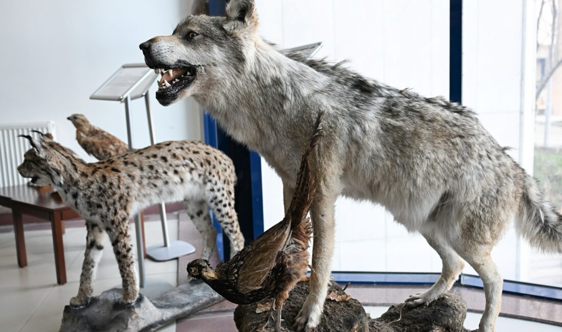 Kahramanmaraş Sütçü İmam Üniversitesi (KSÜ) ve Doğa Koruma ve Milli