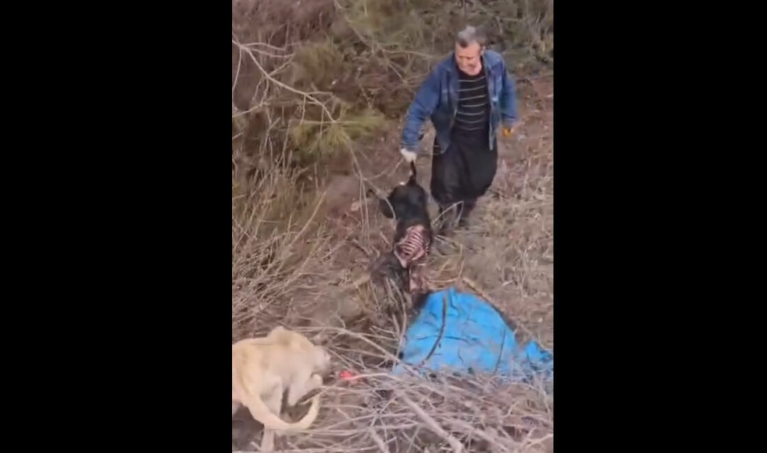 Kahramanmaraş'ın Andırın ilçesinde yaşanan köpek ölümleriyle ilgili Andırın Belediyesinden yazılı