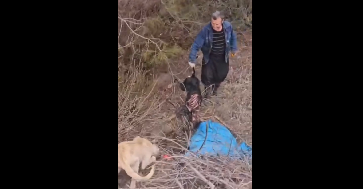 Kahramanmaraş'ın Andırın ilçesinde yaşanan köpek ölümleriyle ilgili Andırın Belediyesinden yazılı