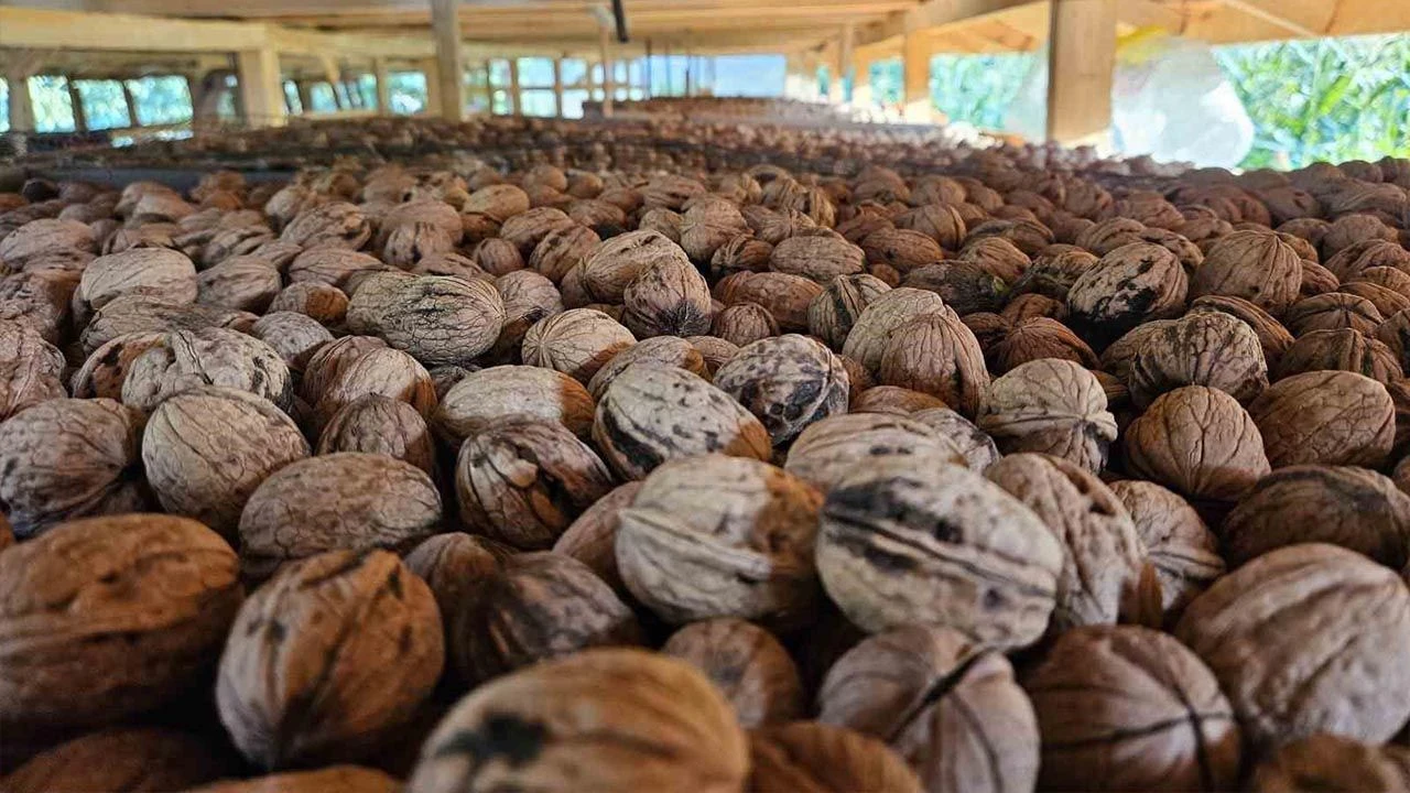 Türkiye’de ceviz piyasasında ithal ürünlerin ağırlığı her geçen gün artarken,