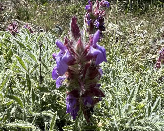 Dünyada yalnızca Kahramanmaraş’ta yetişen ve yok olduğu sanılan “Salvia haussknechtii