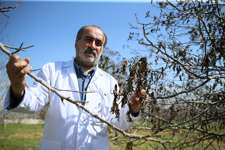 Kahramanmaraş Sütçü İmam Üniversitesi (KSÜ) Ziraat Fakültesi, 20 yıllık titiz