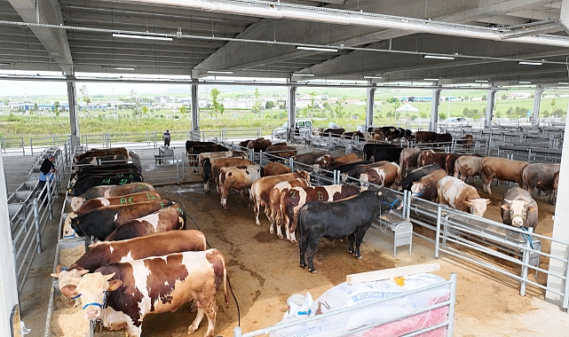 Kahramanmaraş'ın Elbistan ilçesindeki "Belediye Hayvan Borsası", komşu ilçe Göksun'da tespit