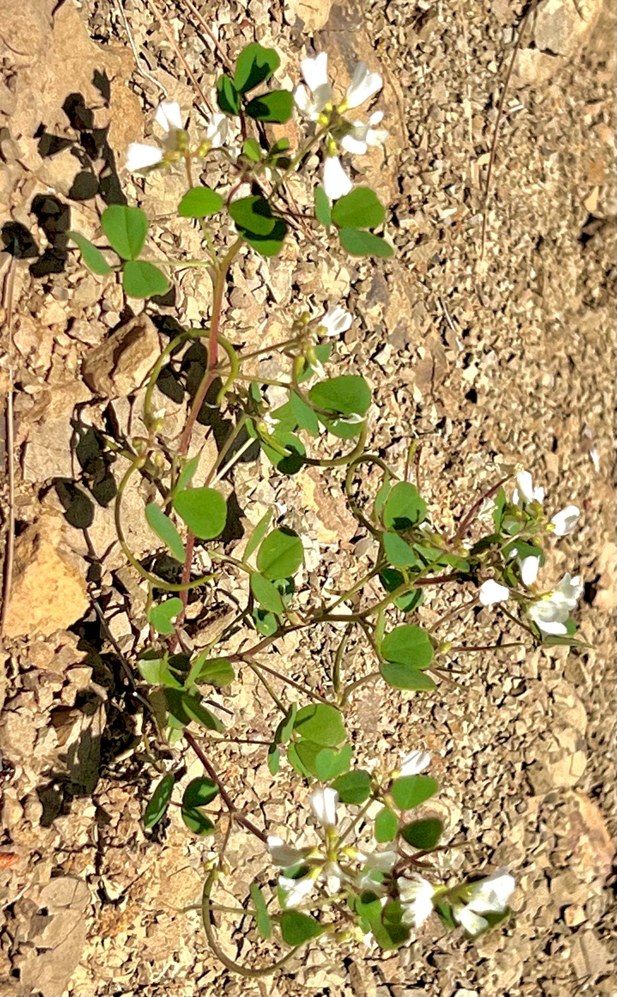 Kahramanmaraş'ın zengin bitki çeşitliliği, bilim dünyasına yeni bir tür kazandırdı.