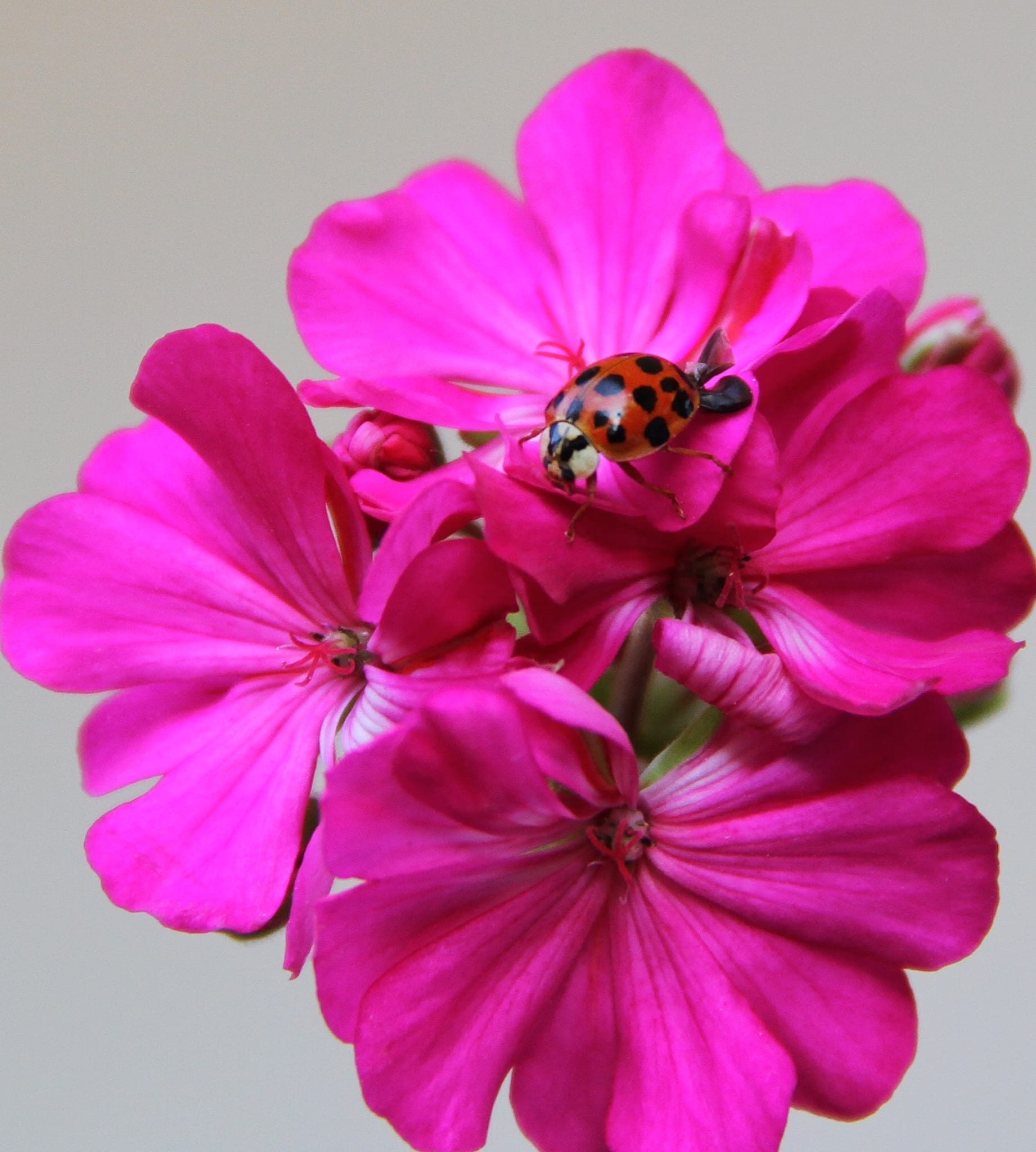 Kahramanmaraş'ın doğal güzellikleri ve yaban hayatı, fotoğraf sanatçısı Baki Özdoğan'ın
