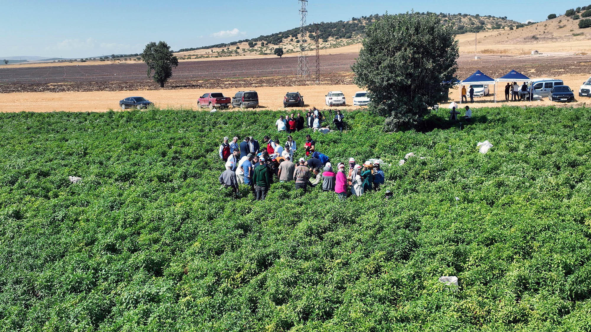 Başkan Görgel; “Coğrafi İşaretli Maraş Biberimizin Hasadı Bereketli Olsun” 3 Maras Biberi Hasadi 6