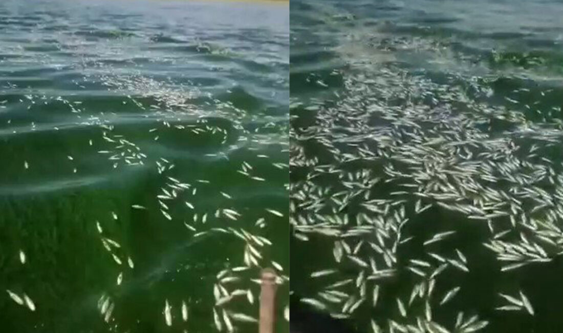 Kahramanmaraş’ta Aksu Çayı’nın Sır Barajı’na döküldüğü bölgede büyük çaplı balık