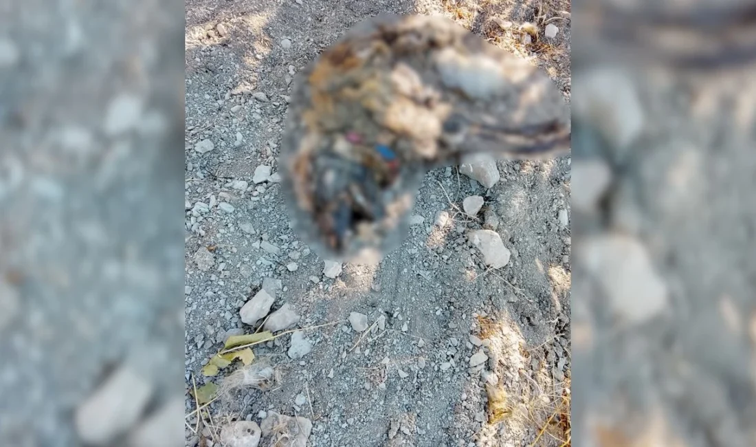 Kahramanmaraş'ın Dulkadiroğlu ilçesinde, sosyal medyada yayılan "köpeklerin zehirlenerek öldürüldüğü" haberi
