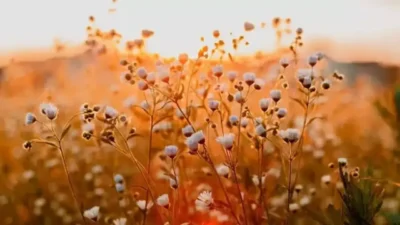 Baharın müjdecisi olarak bilinen ve halk takviminde önemli bir yere