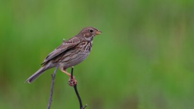 Bahar aylarının gelmesiyle birlikte göçmen kuşlar Kahramanmaraş’ta yeniden görülmeye başladı.