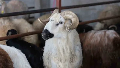 Kahramanmaraş’ın Elbistan, Göksun, Afşin, Ekinözü ve Nurhak ilçelerini kapsayan Kırmızı