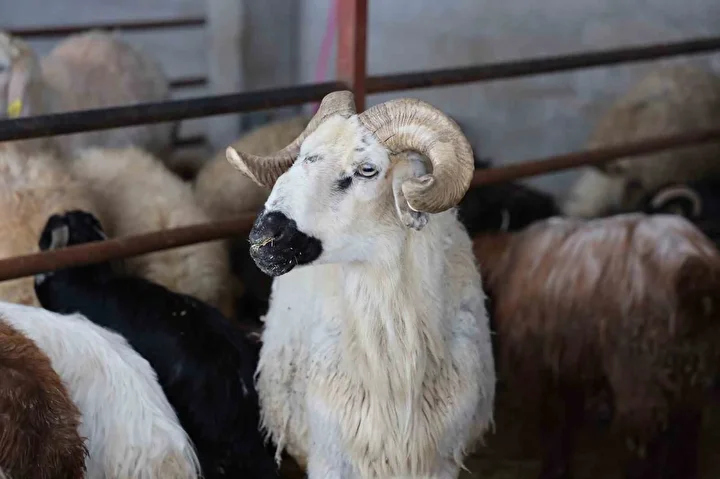 Kahramanmaraş’ın Elbistan, Göksun, Afşin, Ekinözü ve Nurhak ilçelerini kapsayan Kırmızı