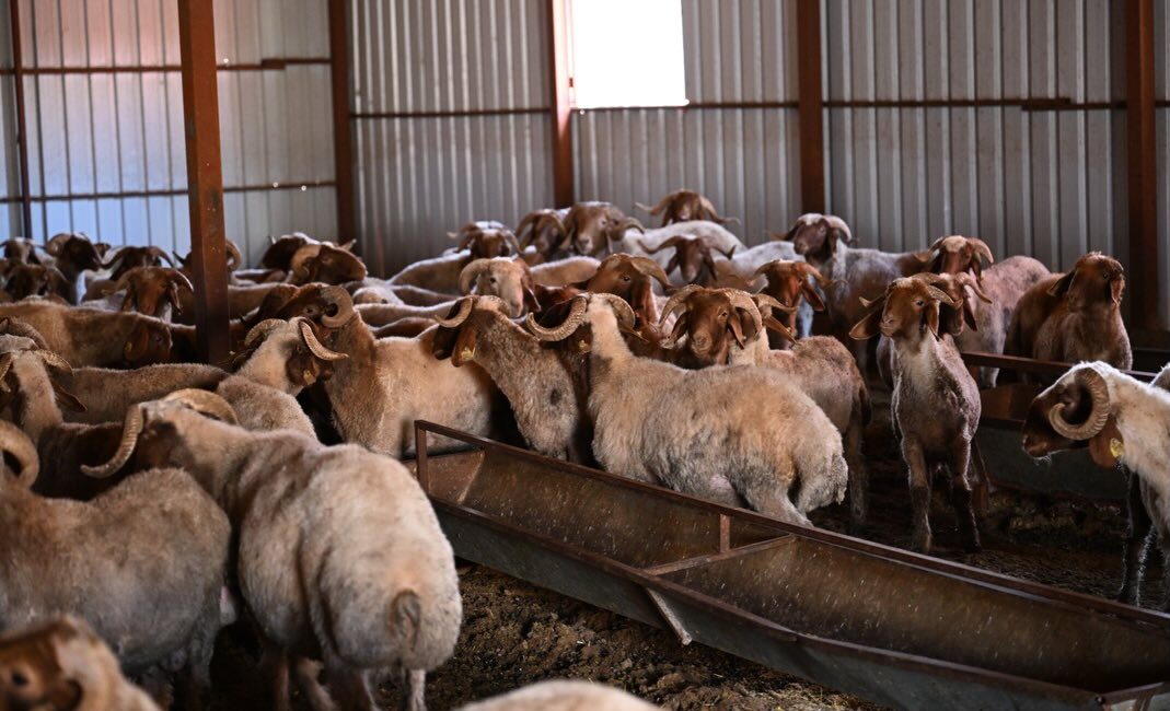 Kahramanmaraş'ta Tarım ve Orman Bakanlığı tarafından hayata geçirilen “Kırsalda Bereket