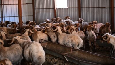 Kahramanmaraş'ta Tarım ve Orman Bakanlığı tarafından hayata geçirilen “Kırsalda Bereket