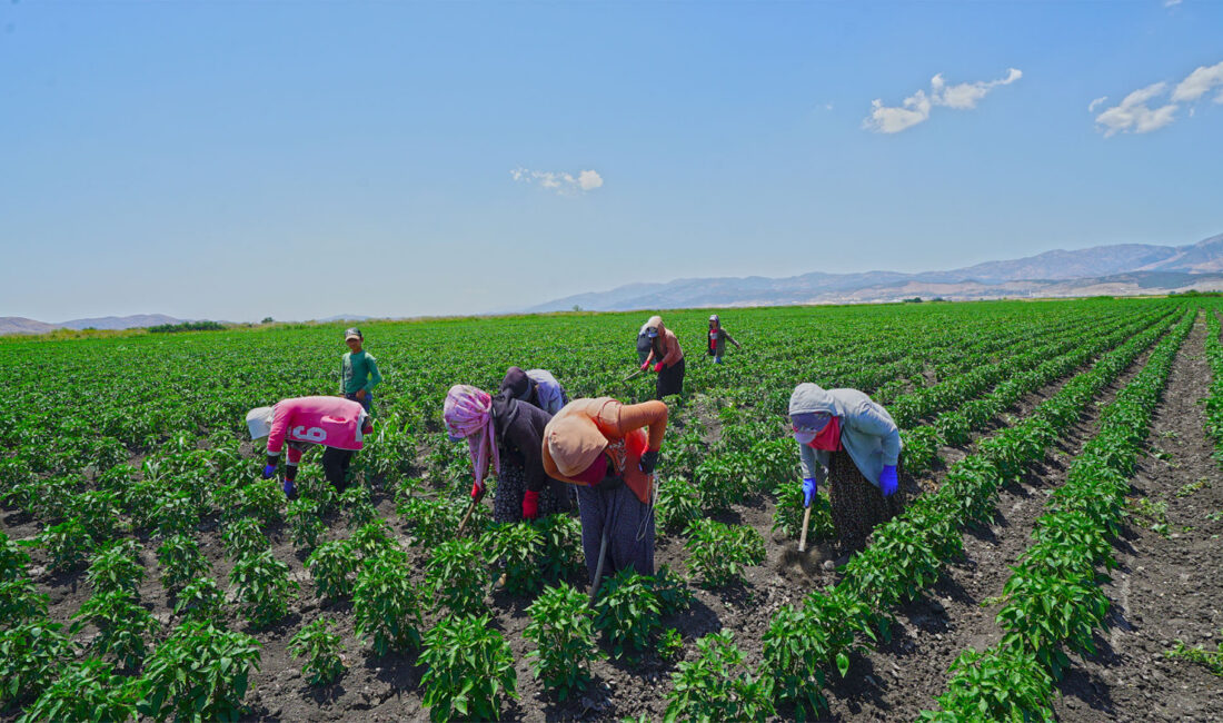 Büyükşehir Belediyesi, şehrin coğrafi işaretli ürünü olan Maraş Biberi’nin üretimini