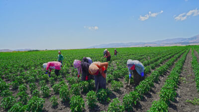 Büyükşehir Belediyesi, şehrin coğrafi işaretli ürünü olan Maraş Biberi’nin üretimini