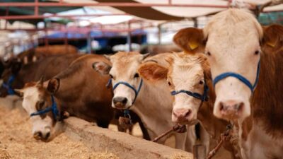 Kurban Bayramı yaklaşırken, Elbistan İlçe Kurban Hizmetleri Komisyonu tarafından kurban