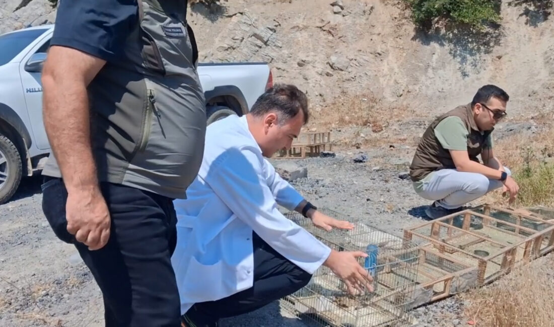 Kahramanmaraş’ta jandarma ve doğa koruma ekiplerince ortaklaşa yürütülen av koruma