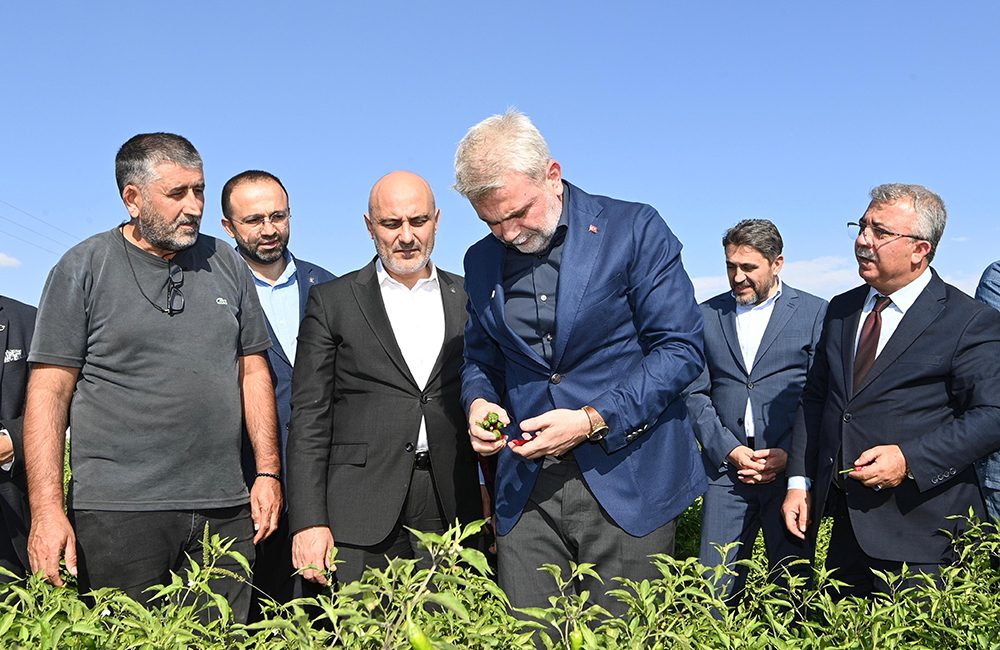 Coğrafi işaretli Maraş Biberi hasadına katılan Büyükşehir Belediye Başkanı Fırat