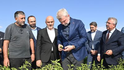 Coğrafi işaretli Maraş Biberi hasadına katılan Büyükşehir Belediye Başkanı Fırat