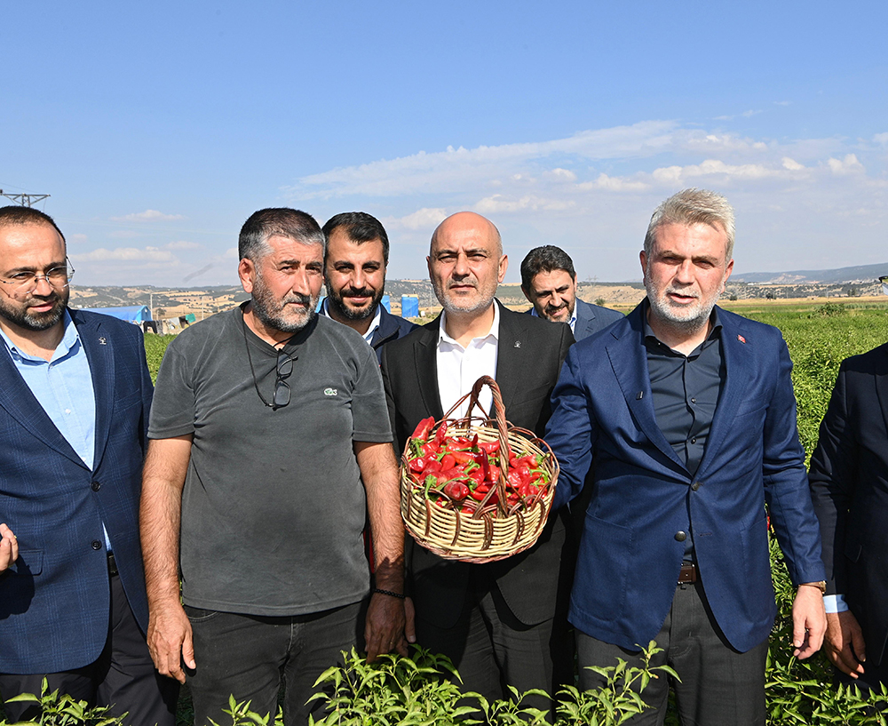 Maraş Biberi Hasadi 4