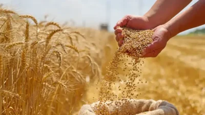 Toprak Mahsulleri Ofisi (TMO), 2026 dönemi buğday satış programını duyurdu.