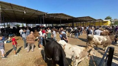 Kahramanmaraş'ın Elbistan ilçesinde yakın çevrede görülen şap hastalığı vakaları üzerine
