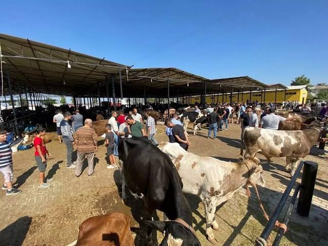 Kahramanmaraş'ın Elbistan ilçesinde yakın çevrede görülen şap hastalığı vakaları üzerine