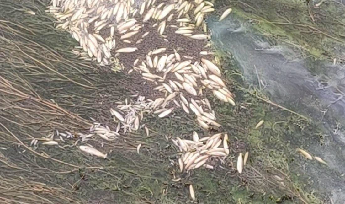 Kahramanmaraş’ta Kılavuzlu Barajı’ndan başlayan sulama kanalında suların kesilmesi sonucu binlerce