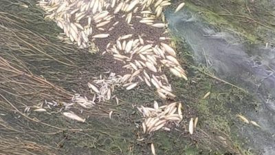 Kahramanmaraş’ta Kılavuzlu Barajı’ndan başlayan sulama kanalında suların kesilmesi sonucu binlerce