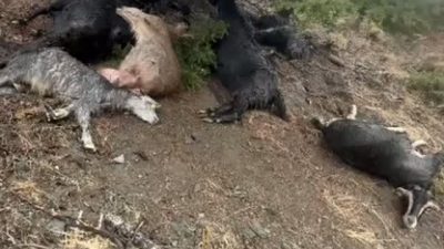 Kahramanmaraş’ta etkili olan sağanak yağış sırasında meydana gelen yıldırım düşmesi,