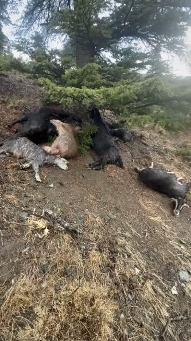 Kahramanmaraş’ta etkili olan sağanak yağış sırasında meydana gelen yıldırım düşmesi,
